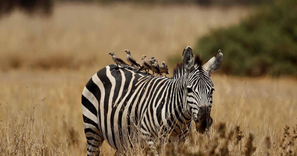 Amboseli Safari Discovery — photo 5