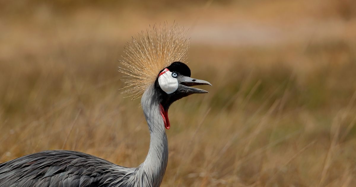 Amboseli Wildlife Safari — photo 5