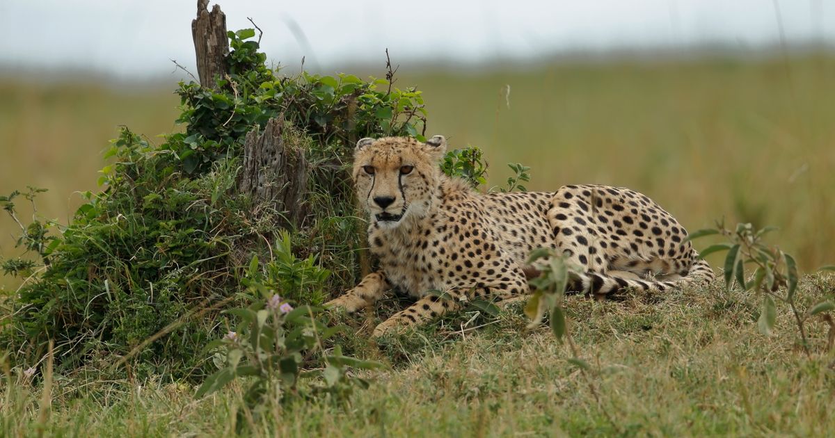 Masai Mara Retreat — photo 4
