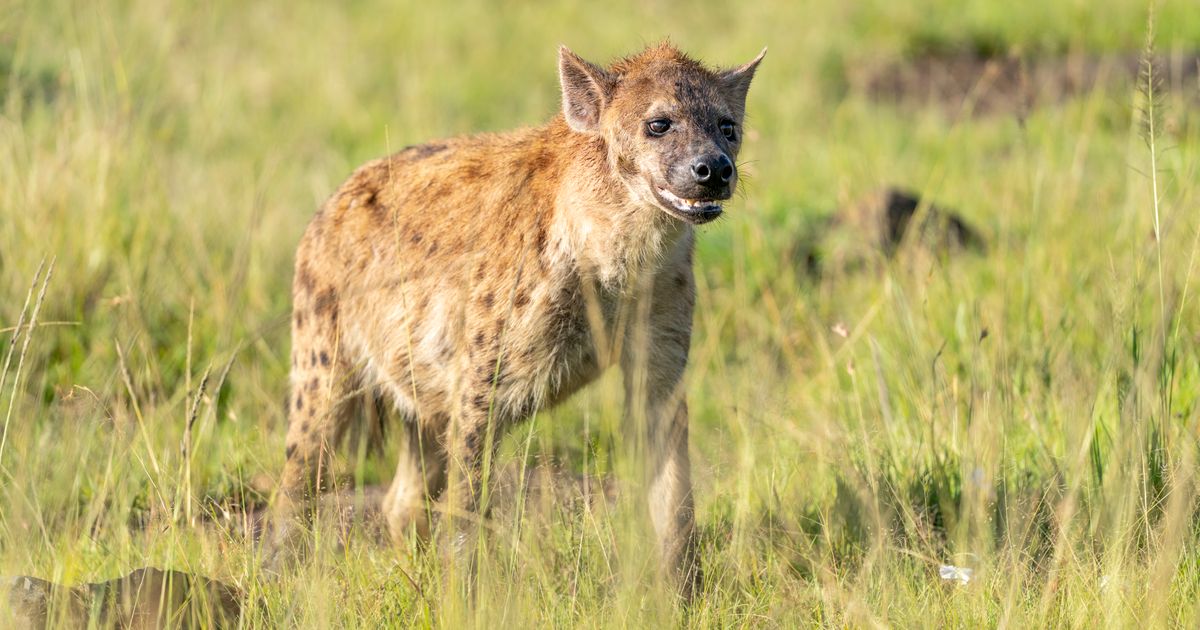 Masai Mara Retreat — photo 5