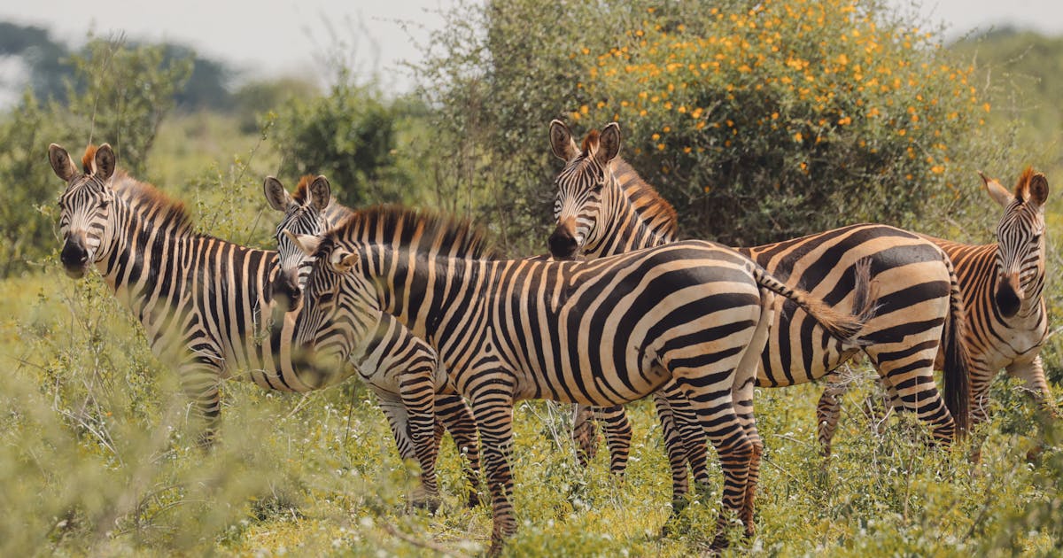 Tanzania Luxury Tour