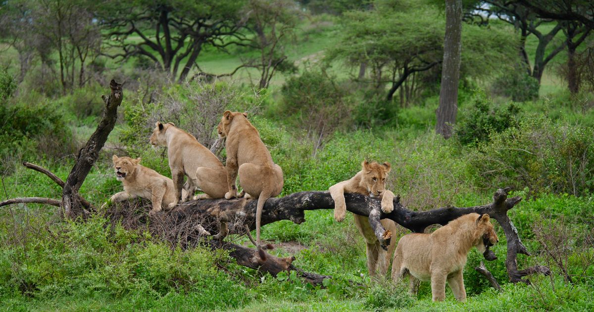 Serengeti National Park Retreat — photo 4