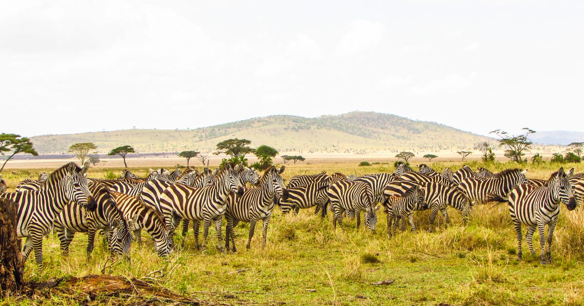 Serengeti National Park Retreat — photo 5