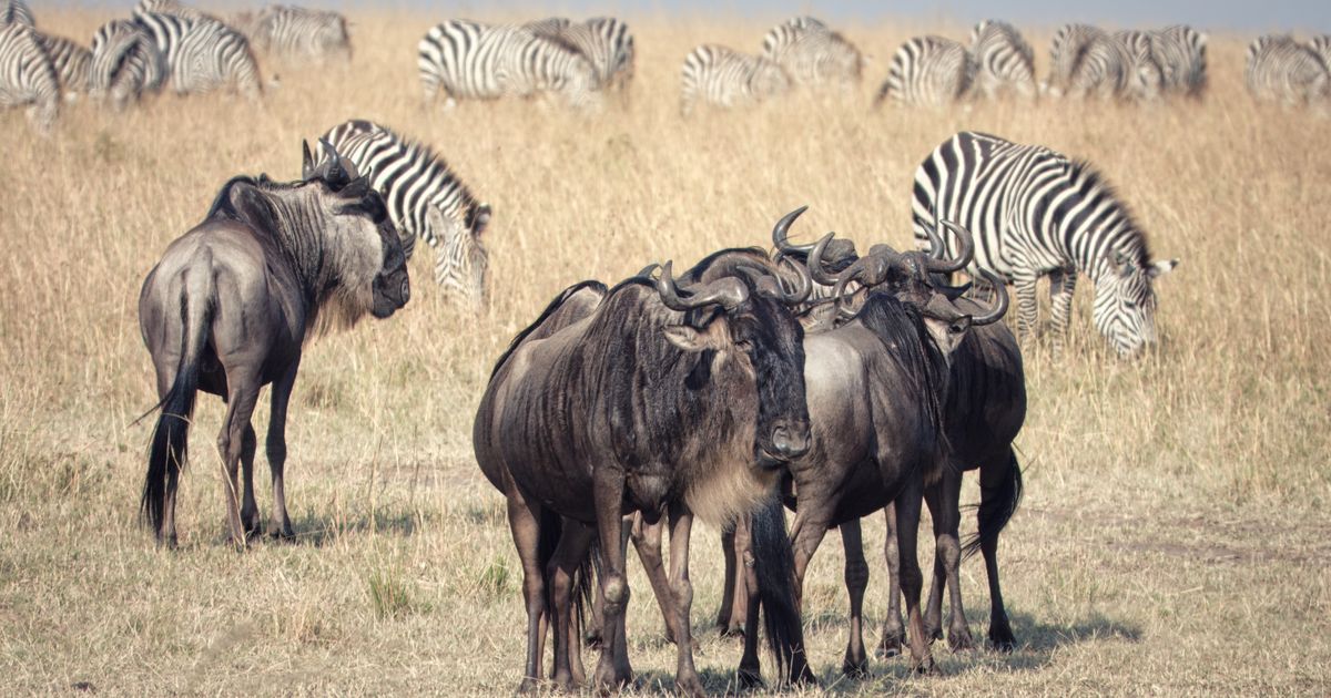 Serengeti National Park Tour From New York City