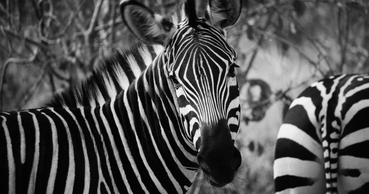 Botswana Luxury Tour