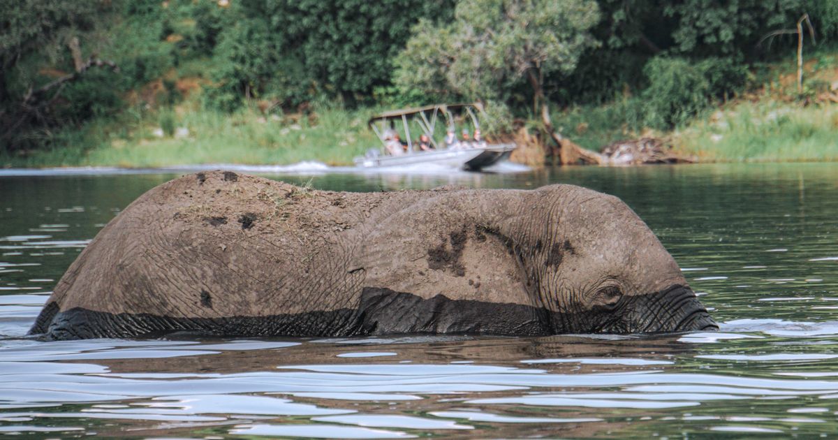 Chobe National Park Wildlife Experience — photo 4