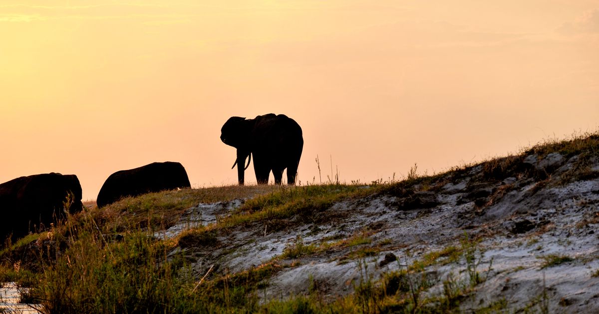Chobe National Park Wildlife Experience — photo 5