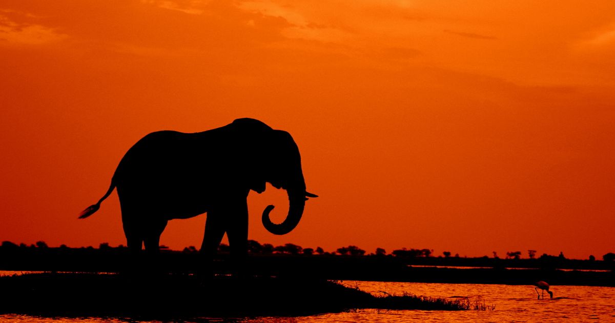Chobe National Park Package From Mumbai