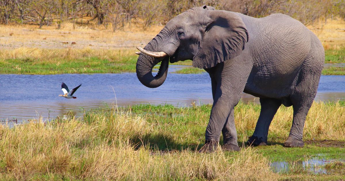 Okavango Delta Retreat — photo 4