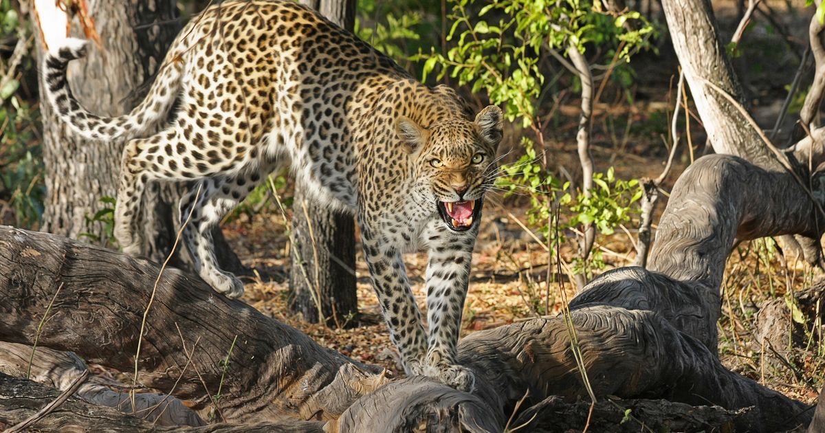 Okavango Delta Retreat — photo 5