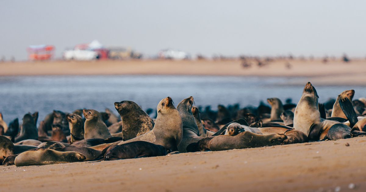 Walvis Bay Retreat — photo 5