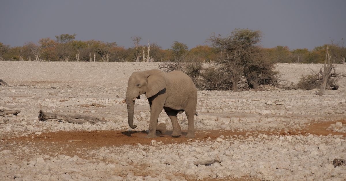 Etosha Retreat — photo 4