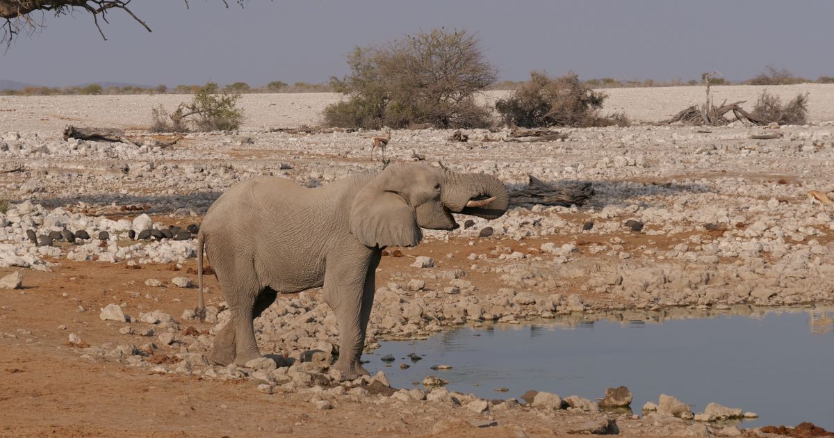 Etosha Retreat — photo 5