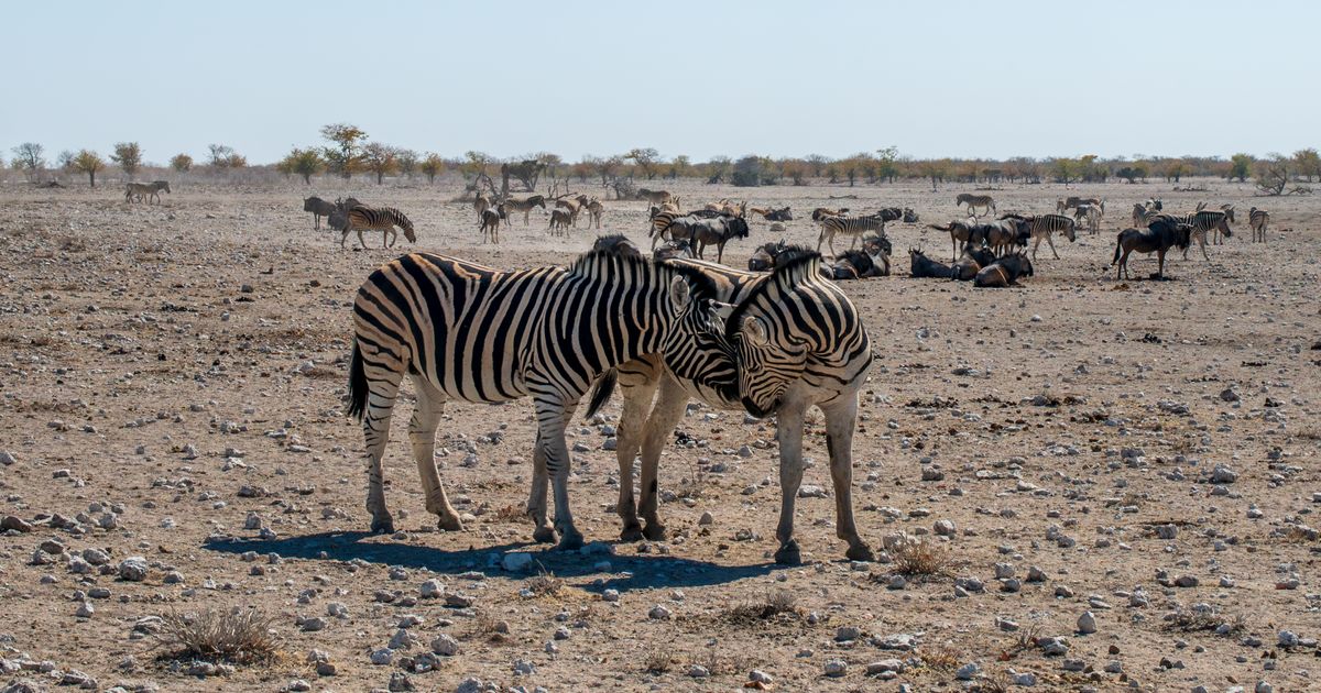 Etosha National Park Package From Jeddah