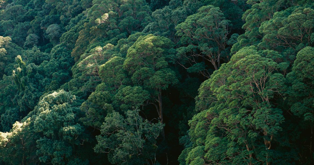 Nyungwe Forest Retreat — photo 5