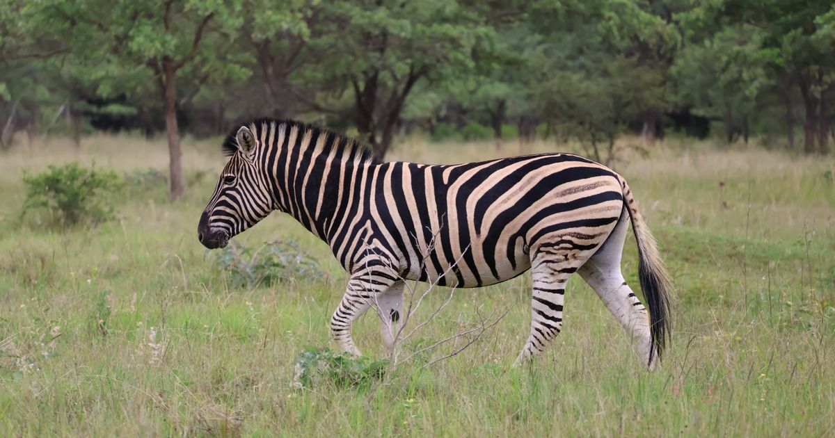 Akagera Wildlife Tour — photo 4
