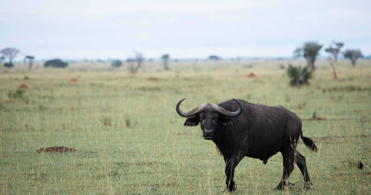 Akagera Wildlife Tour — photo 5