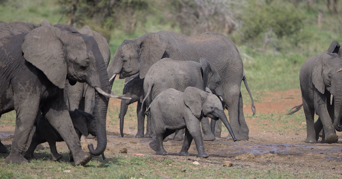 Akagera National Park Package From Sydney
