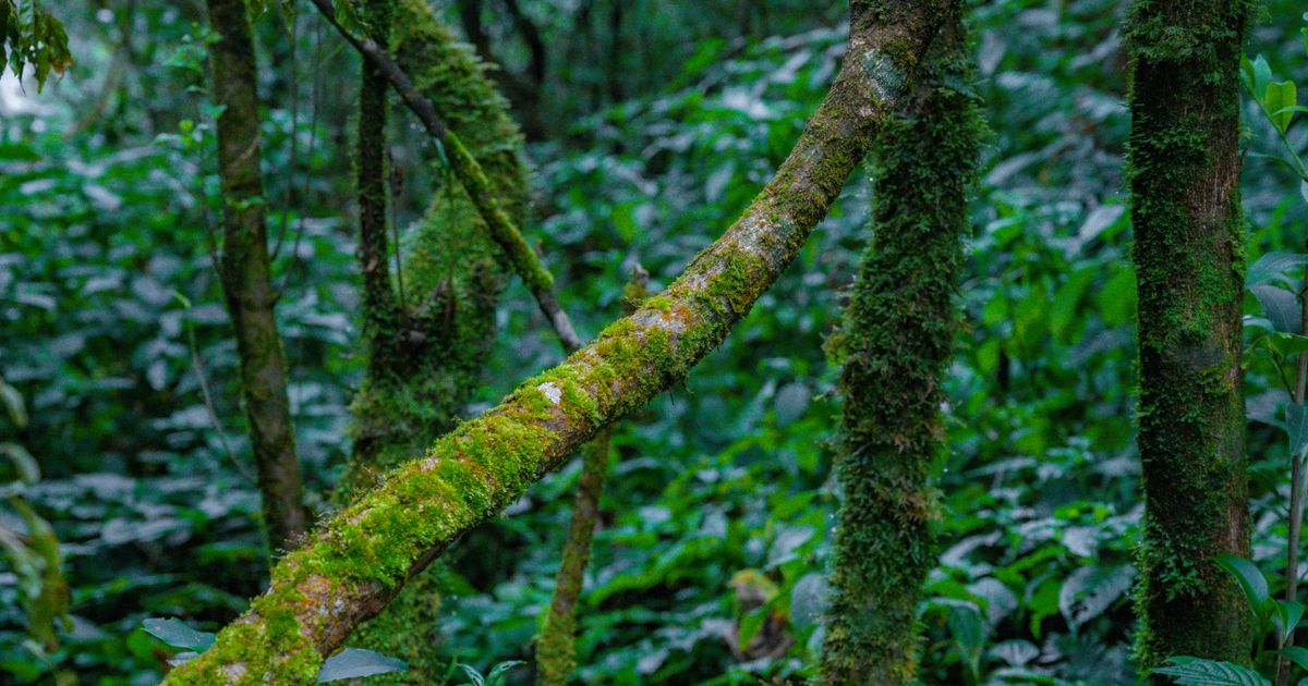 Bwindi Impenetrable Forest Primate Adventure — photo 5