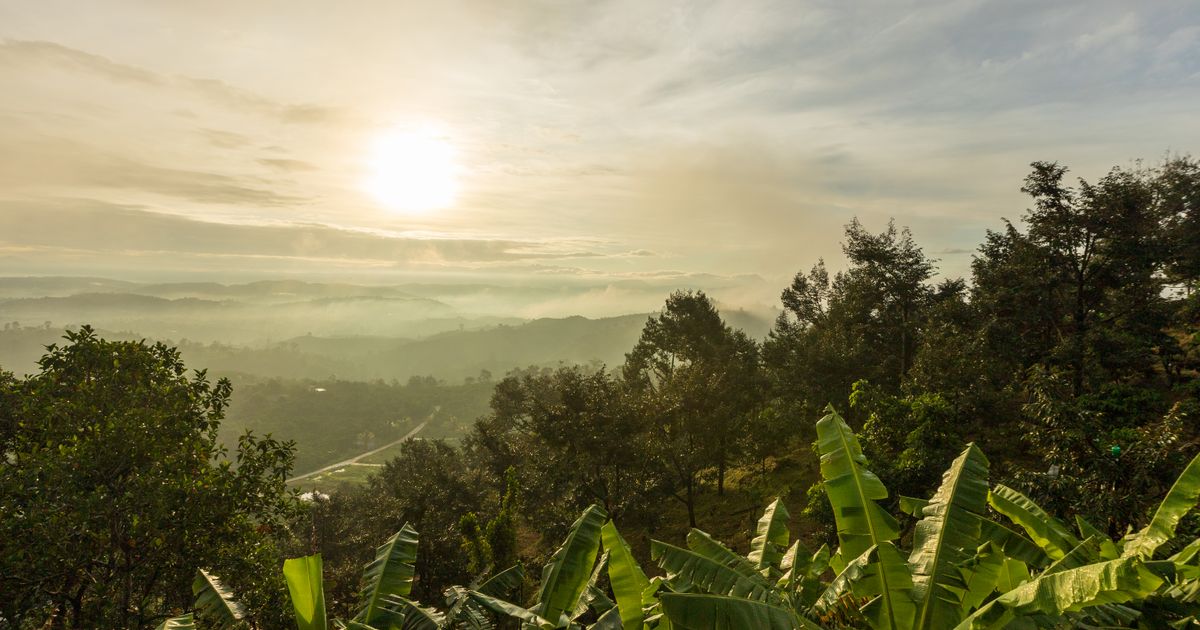 Bwindi Impenetrable Forest Wildlife Safari — photo 5