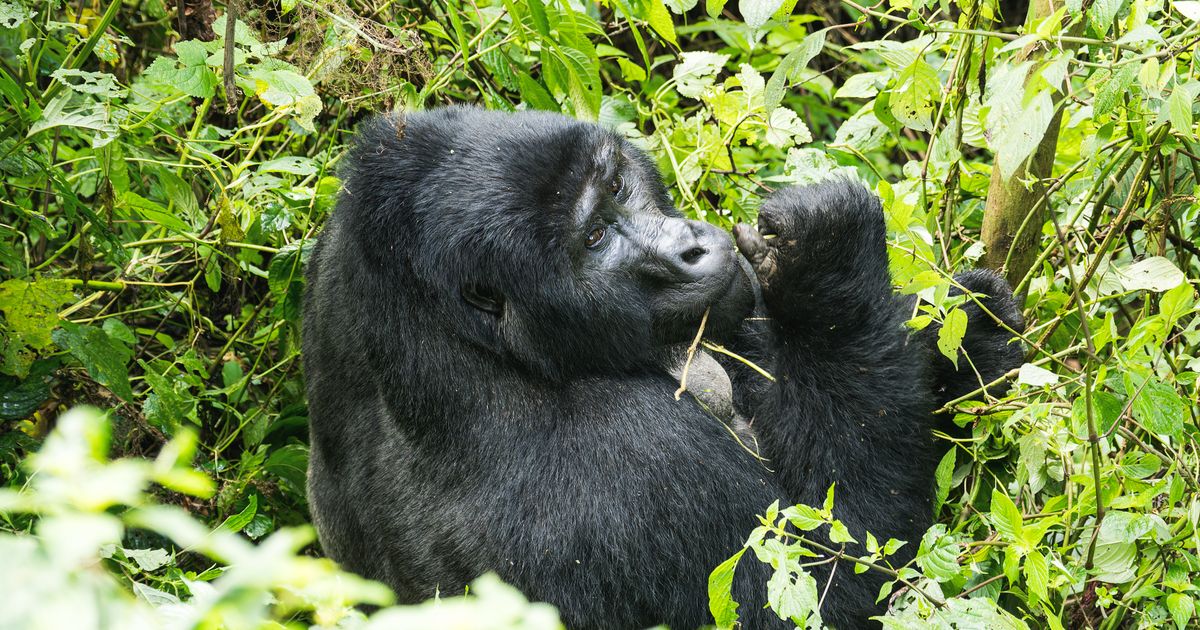 Bwindi Impenetrable Forest Tour From Los Angeles