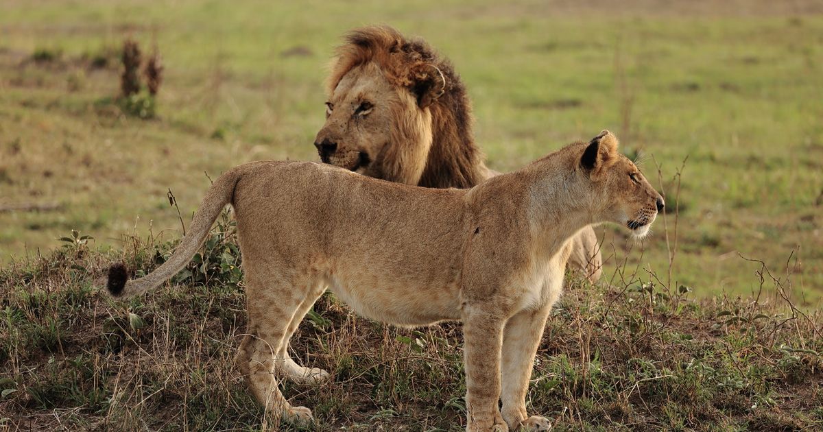 Queen Elizabeth National Park Retreat — photo 4