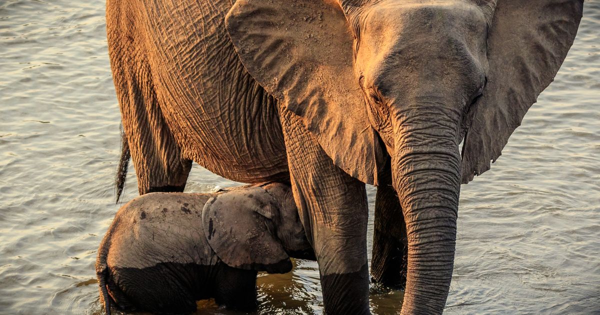 Lower Zambezi Escape — photo 5