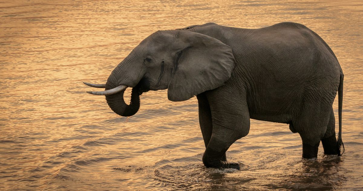 Lower Zambezi Retreat — photo 5