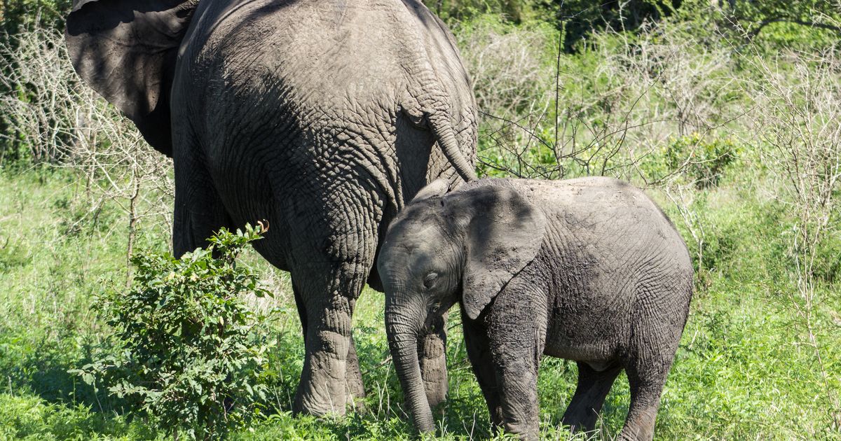 South Luangwa National Park Retreat — photo 4