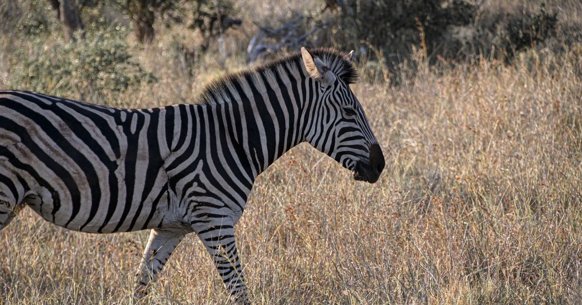 South Luangwa National Park Retreat — photo 5