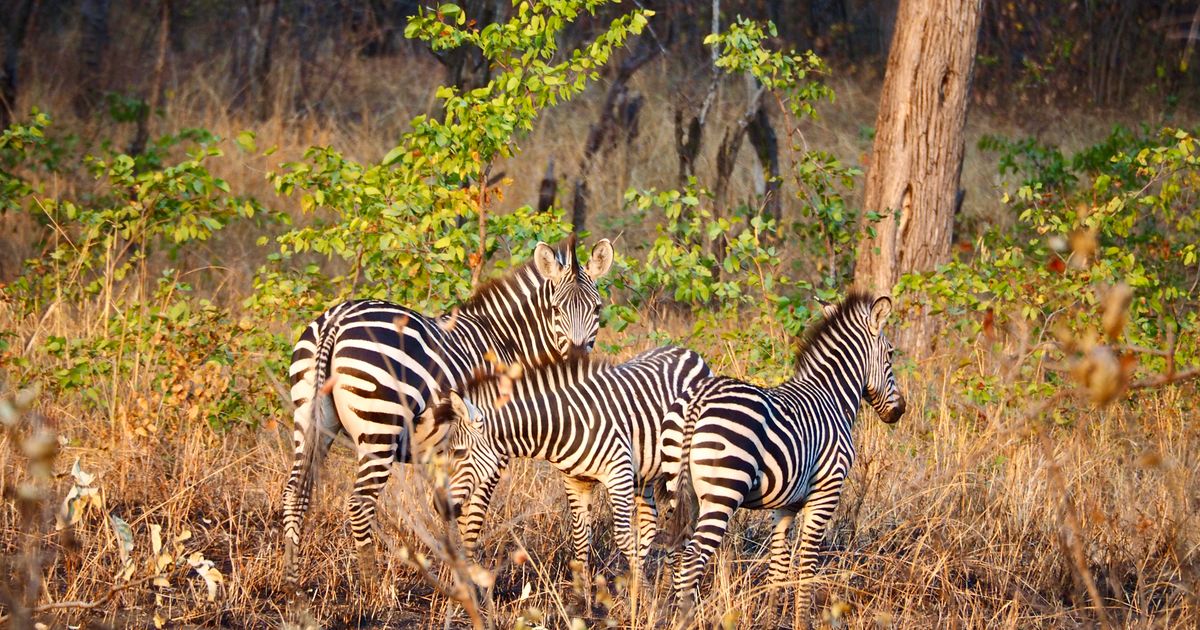 Kafue Retreat — photo 5