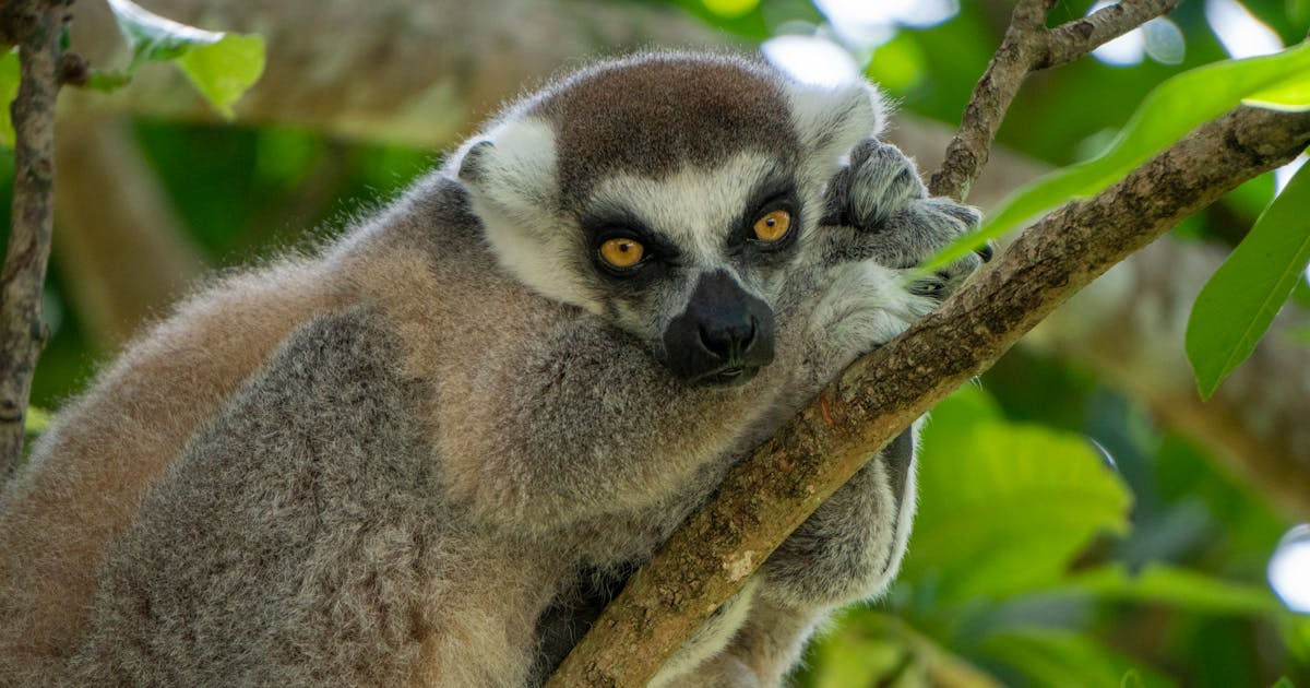 Madagascar Trip From Beijing