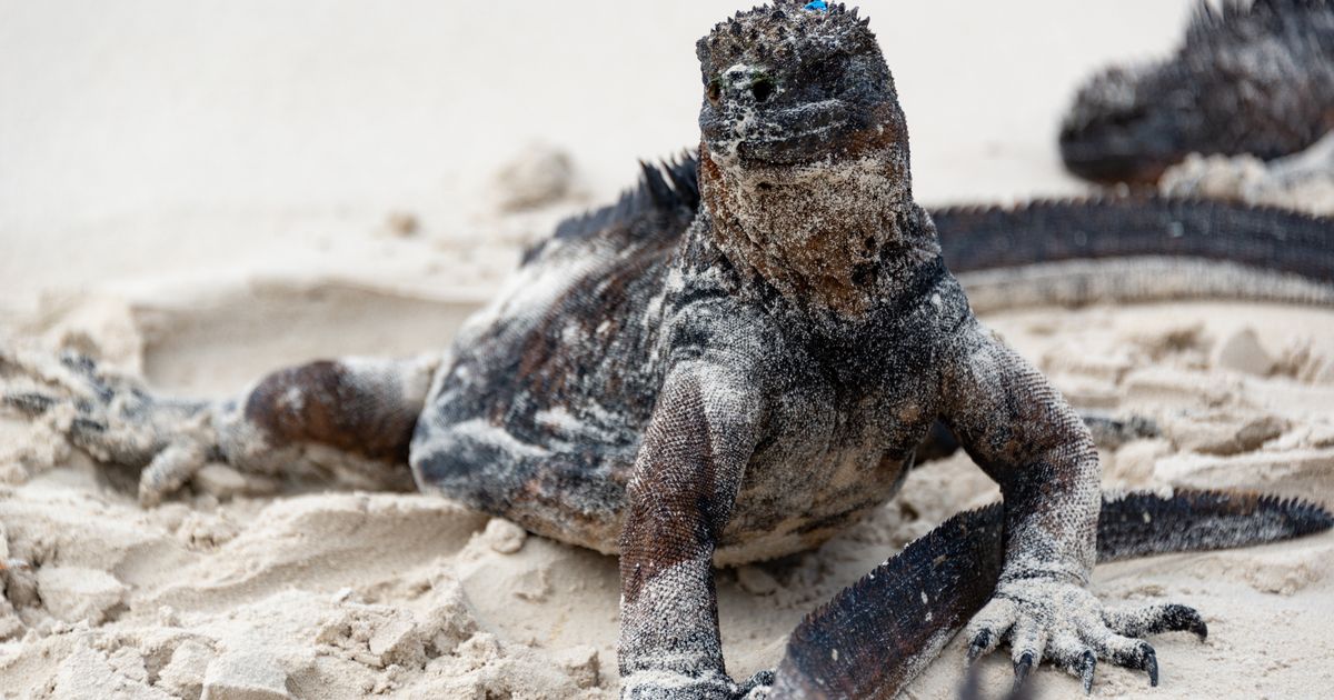 Galapagos Islands Wildlife Adventure — photo 5