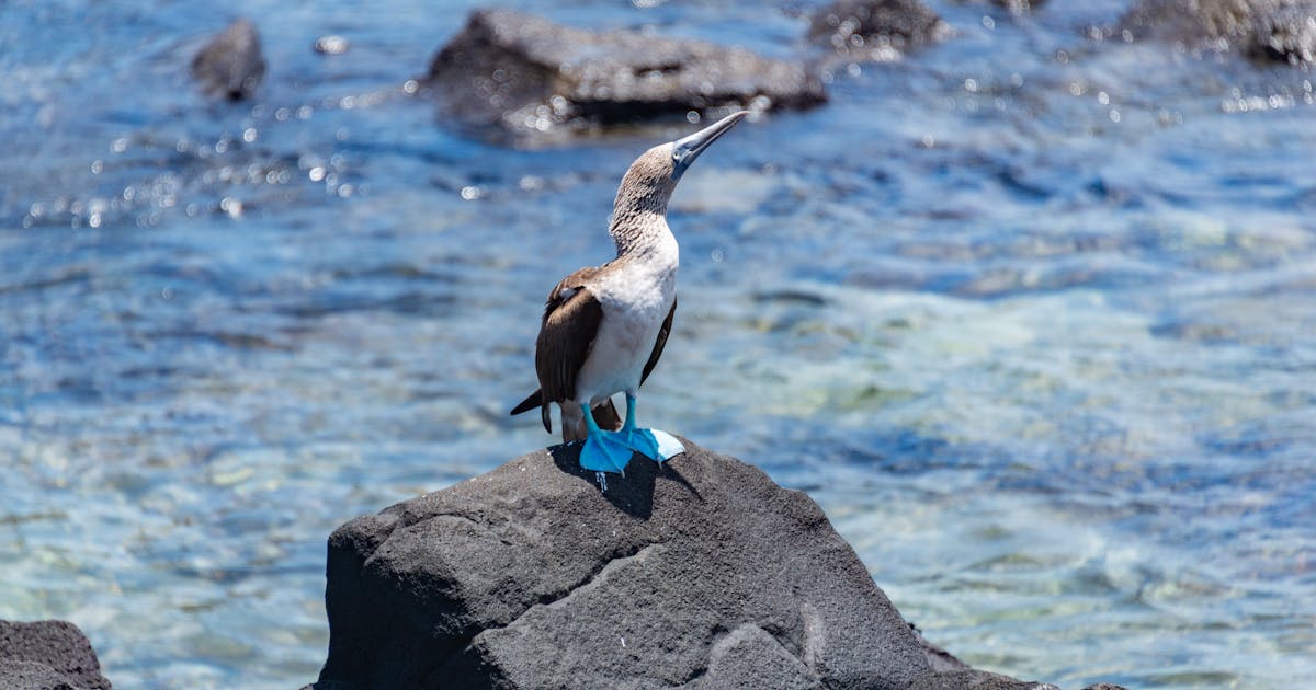 Galapagos Islands Trip From Seoul