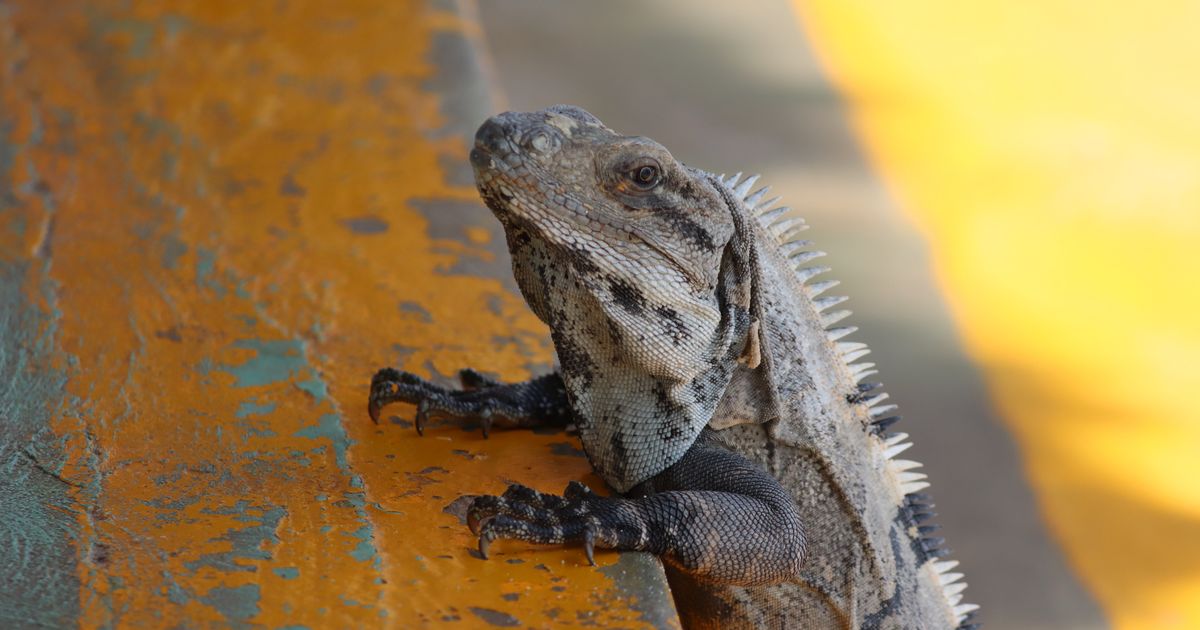 Isla Margarita Retreat — photo 5