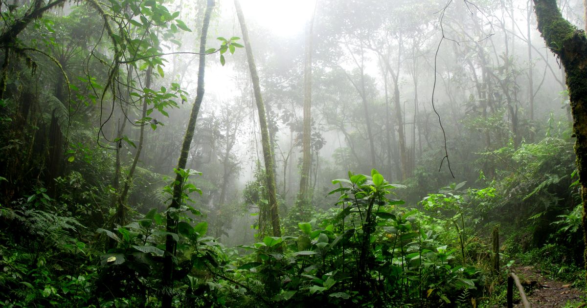 Monteverde Retreat — photo 5