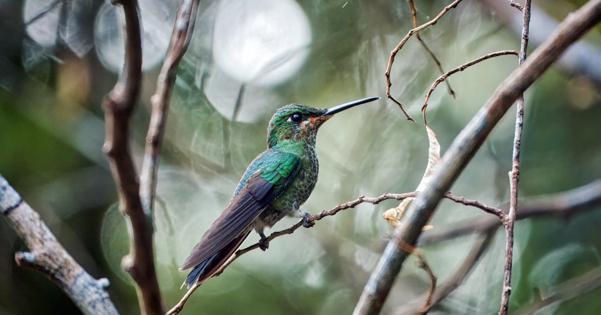Monteverde Package From Mumbai