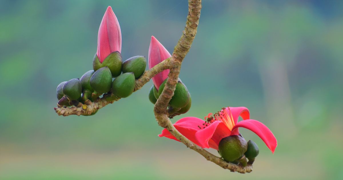 La Ceiba Retreat — photo 4