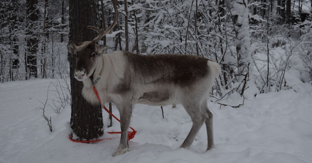 Rovaniemi Tour From Patna