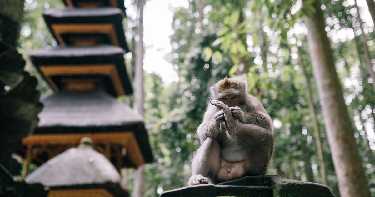 Bali Experience: Kuta, Ubud — photo 5