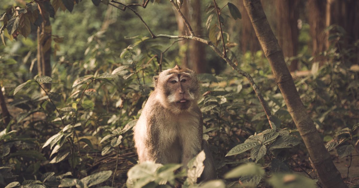 Bali Getaway — photo 5