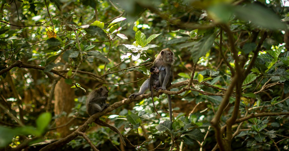 Ubud Wellness + Nusa Dua Beach — photo 5