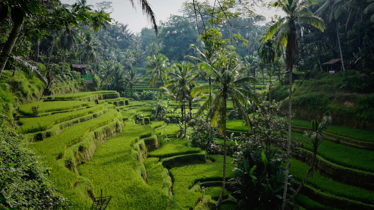Ubud