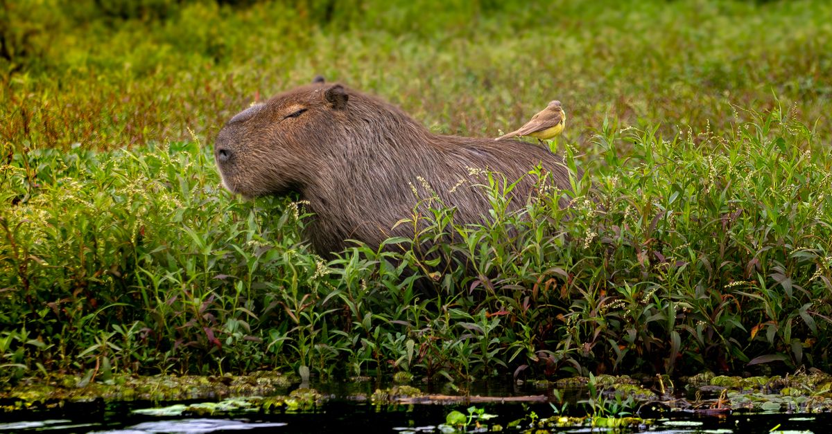 Los Llanos Wildlife Safari
